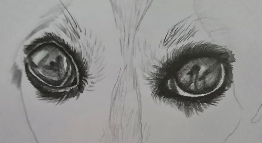 dibujo-animal-realista