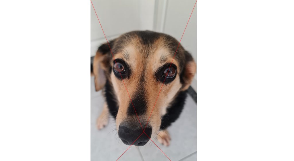 dibujo-animal-realista